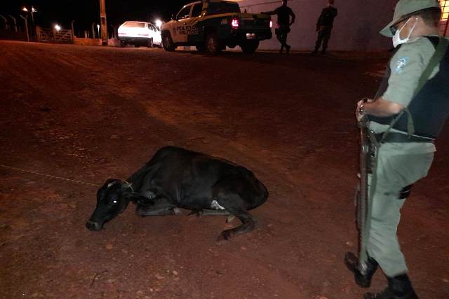 Polícia localiza animal furtado dentro de veículo e prende três acusados em José de Freitas