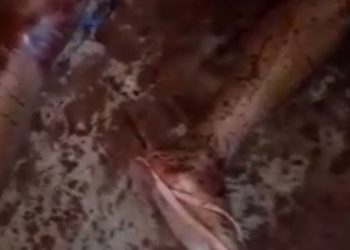 TRAGÉDIA: Homem mata esposa e tenta suicídio.