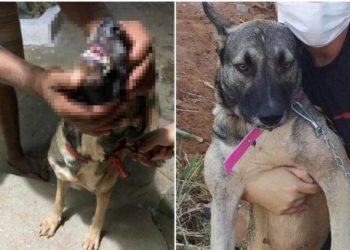 IMAGENS FORTES! Homem é preso após arrancar os dentes de cadela em Picos
