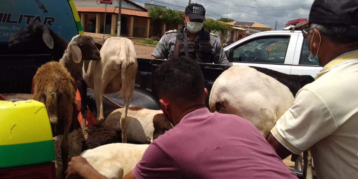 Homem é preso por receptação de animais furtados em José de Freitas