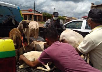 Homem é preso por receptação de animais furtados em José de Freitas