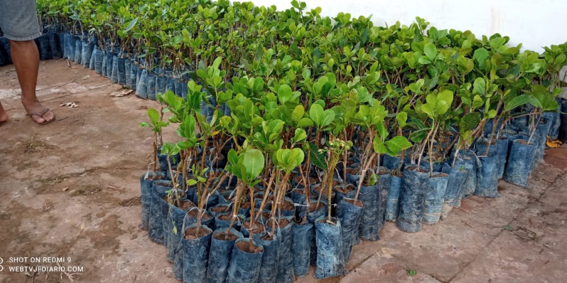 AGRICULTURA FAMILIAR: JOSÉ DE FREITAS RECEBE 9 MIL MUDAS DE CAJU