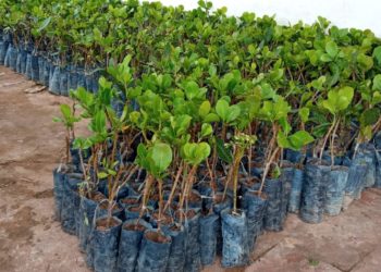 AGRICULTURA FAMILIAR: JOSÉ DE FREITAS RECEBE 9 MIL MUDAS DE CAJU