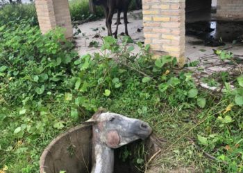 Grupo de salvamento e resgate de Barras (GAV) salva uma égua que havia caído em uma cisterna