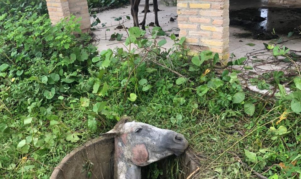 Grupo de salvamento e resgate de Barras (GAV) salva uma égua que havia caído em uma cisterna