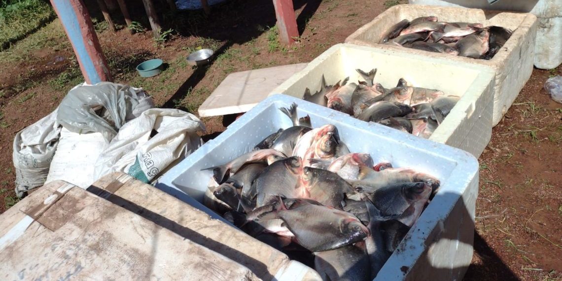 Prefeito Roger Linhares sanciona Projeto de lei e indicativo “Programa Peixe Vivo” do Vereador Chagas do SINPESCA