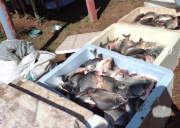 Prefeito Roger Linhares sanciona Projeto de lei e indicativo “Programa Peixe Vivo” do Vereador Chagas do SINPESCA