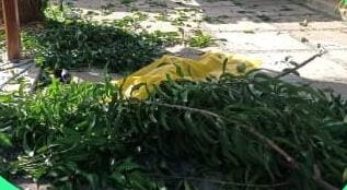 Homem morre ao cair de um pé de manga em José de Freitas