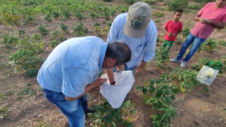 Sada e Adapi alertam para ataques de moscas na safra de feijão em municípios piauienses