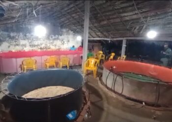 PM flagra rinha de galos e resgata mais de 50 animais em situação de maus-tratos