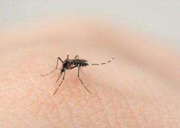Dengue: 171 municípios do Piauí estão em situação satisfatória para infestação, diz relatório