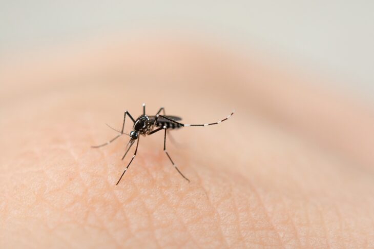 Dengue: 171 municípios do Piauí estão em situação satisfatória para infestação, diz relatório