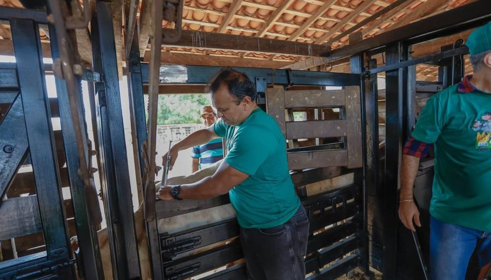 Aftosa: Sada e Adapi esperam vacinar 95% do rebanho piauiense na segunda etapa da campanha