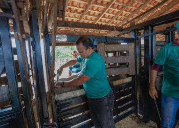 Aftosa: Sada e Adapi esperam vacinar 95% do rebanho piauiense na segunda etapa da campanha