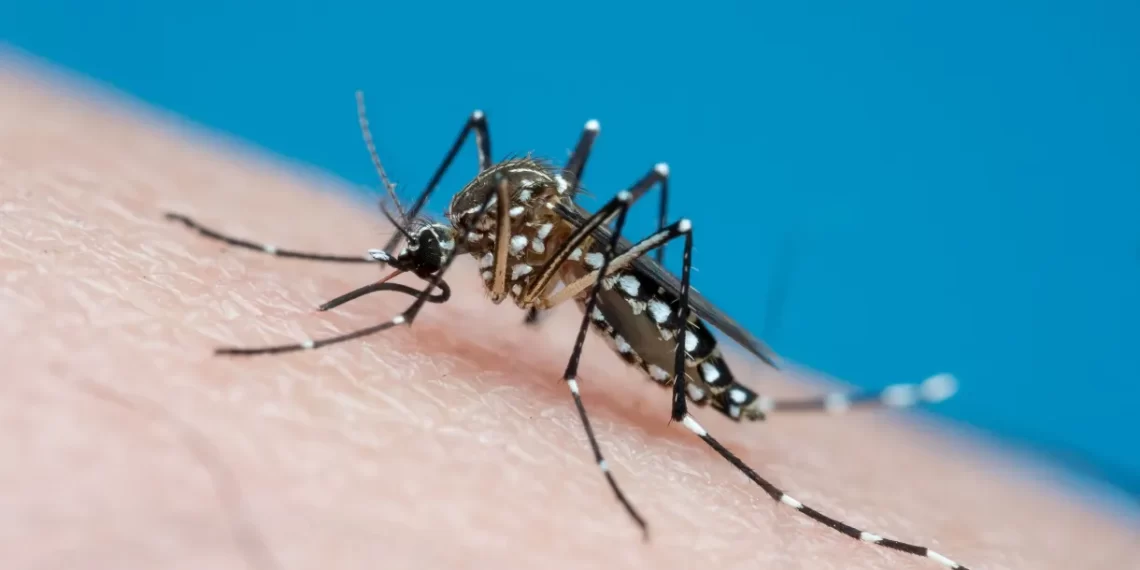 Sobe para cinco o número de mortes causadas pela dengue no Piauí; Vítima é uma idosa de 77 Anos