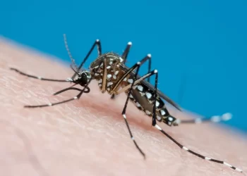 Sobe para cinco o número de mortes causadas pela dengue no Piauí; Vítima é uma idosa de 77 Anos