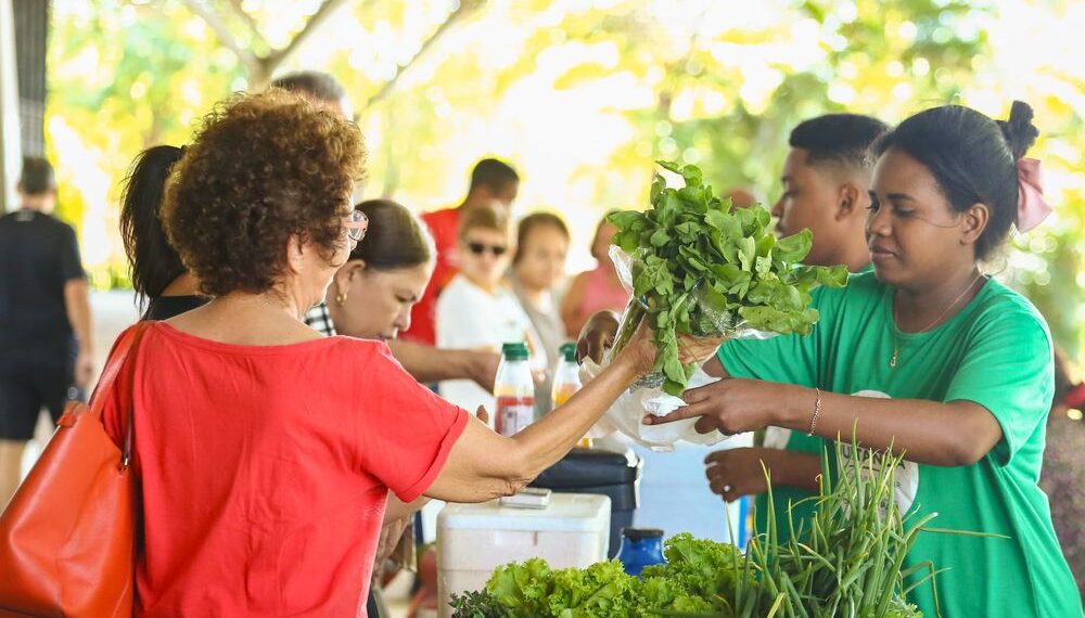 Alta na produção de hortaliças impulsiona vendas na Quitanda da Agricultura Familiar