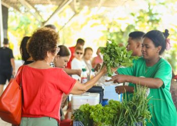 Alta na produção de hortaliças impulsiona vendas na Quitanda da Agricultura Familiar