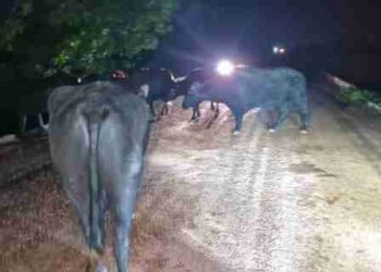Bufalos causam prejuízos após provocar acidente em José de Freitas