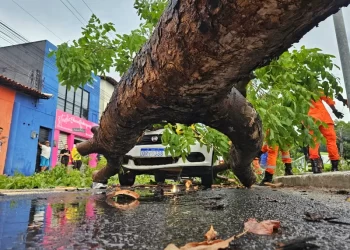 Vídeos: chuva com vento forte derruba árvores sobre carros em Teresina