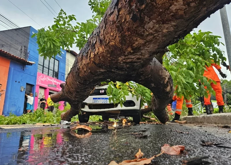 Vídeos: chuva com vento forte derruba árvores sobre carros em Teresina