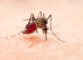 Mulher de 49 anos morre em Teresina vítima da dengue; quinto óbito no Piauí