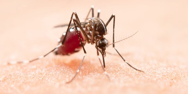 Mulher de 49 anos morre em Teresina vítima da dengue; quinto óbito no Piauí